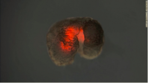 Scientists Have Created A Living Robot (Xenobot) That Stitches Itself When It Is Cut In Half | Self Healing Robots
